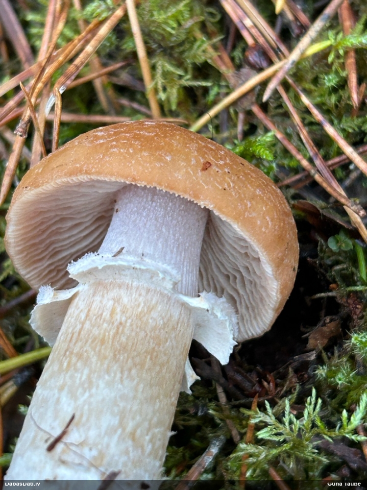 Cirtainā čigānene