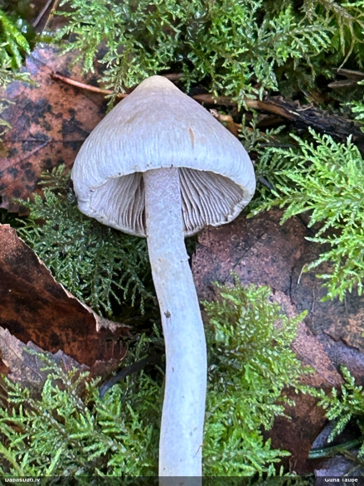 Zemes šķiedrgalvīte