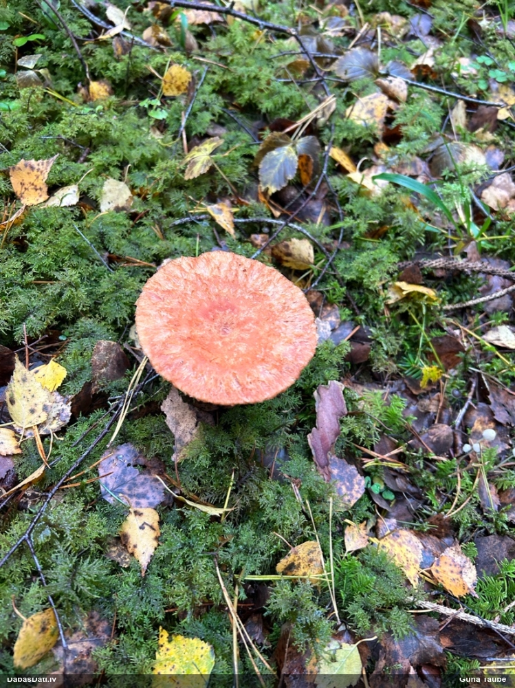 Parastais vilnītis