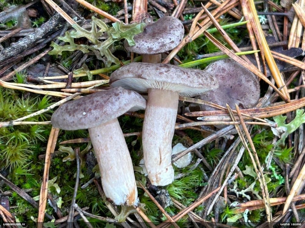 Parastā pienaine