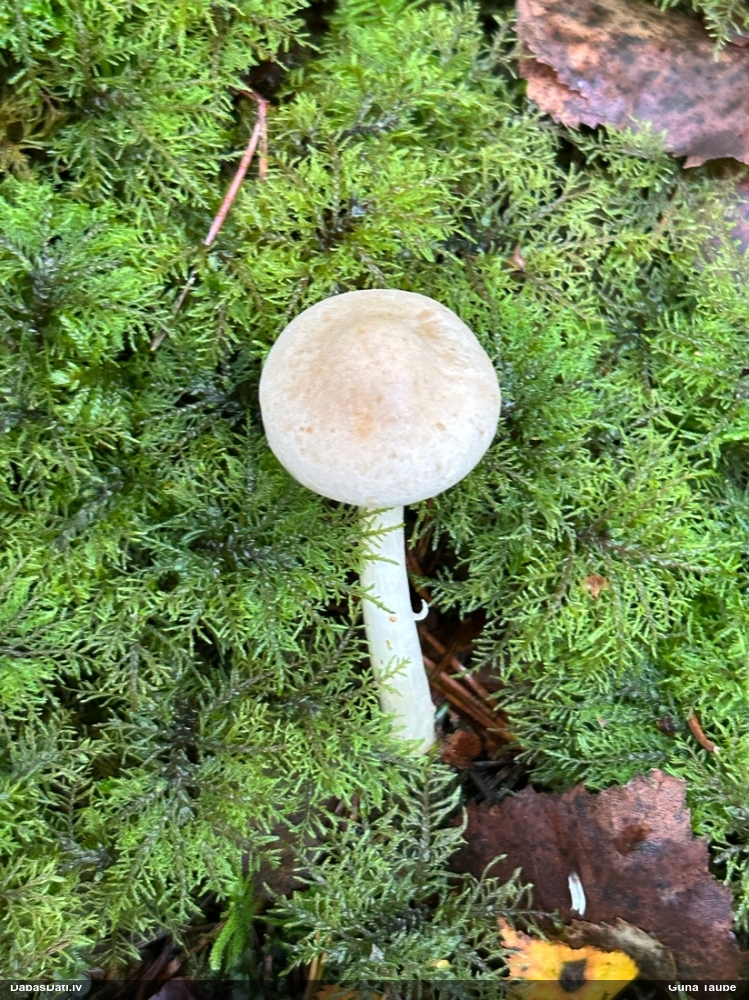 Gliemezene (nenoteikta)