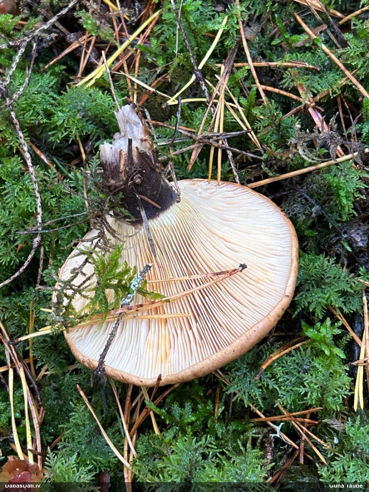 Samtainā mietene