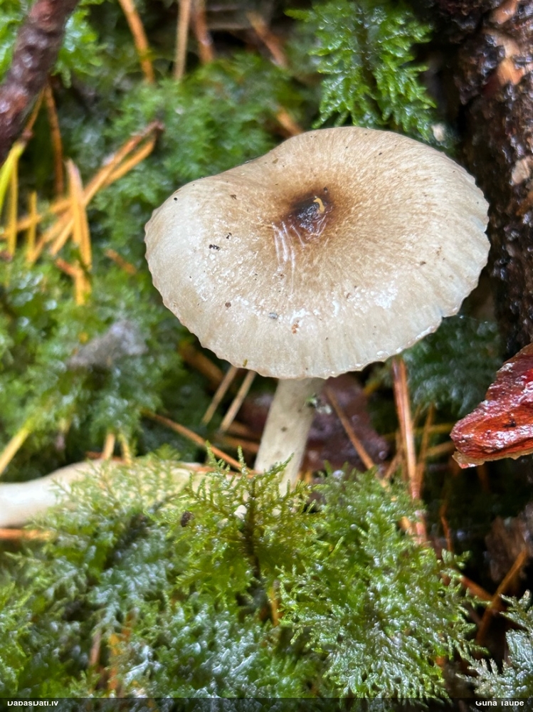 Gliemezene (nenoteikta)