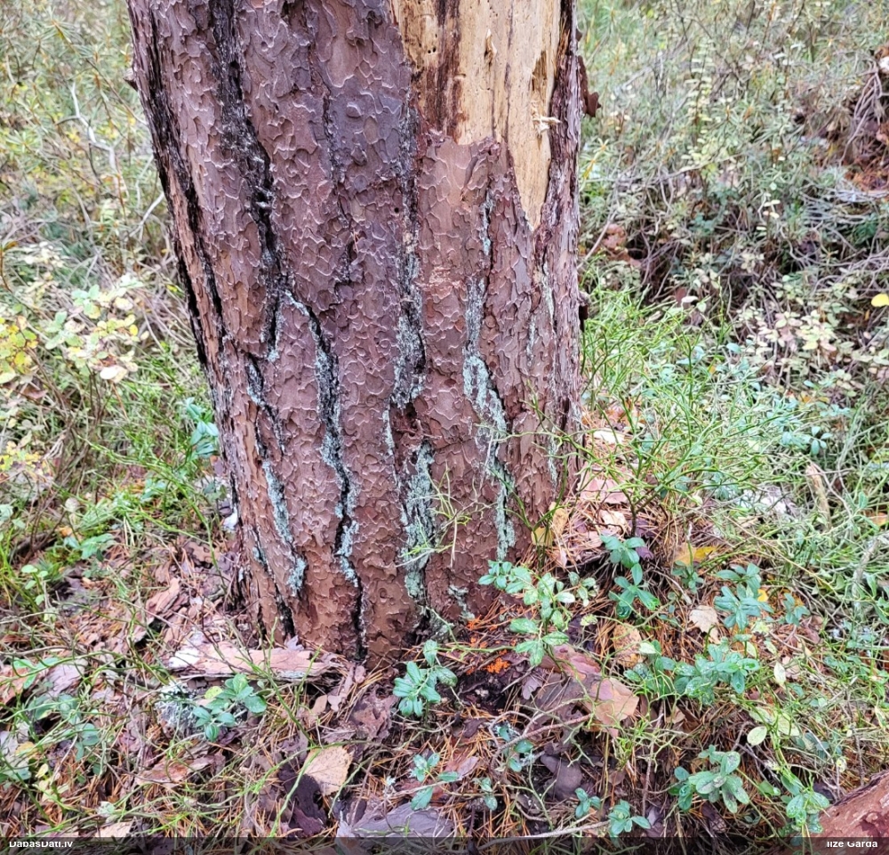 Maldinošā / krāterformas pilienīte