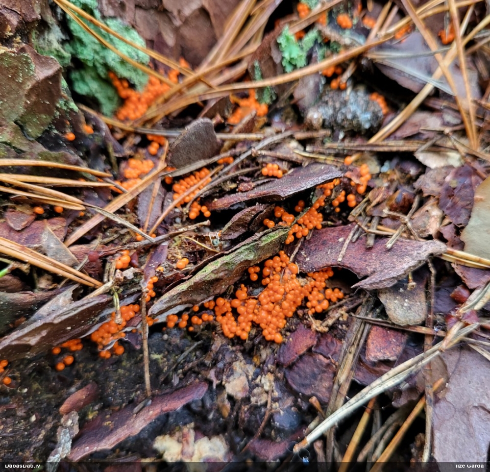 Maldinošā / krāterformas pilienīte