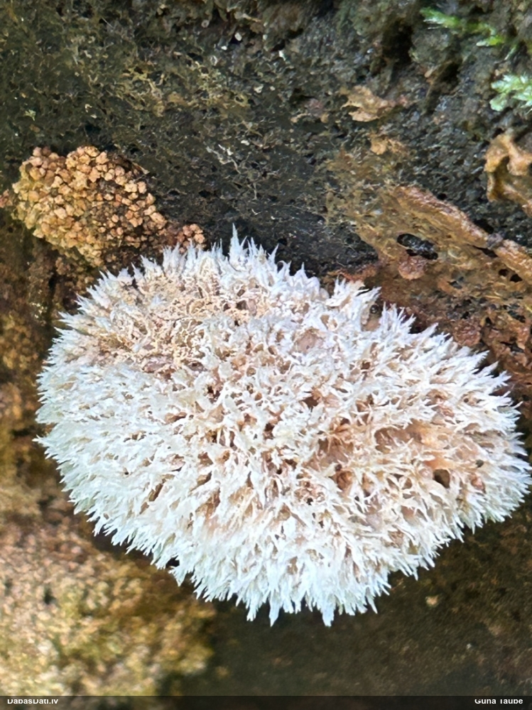 Pūkainā mīkstpiepe