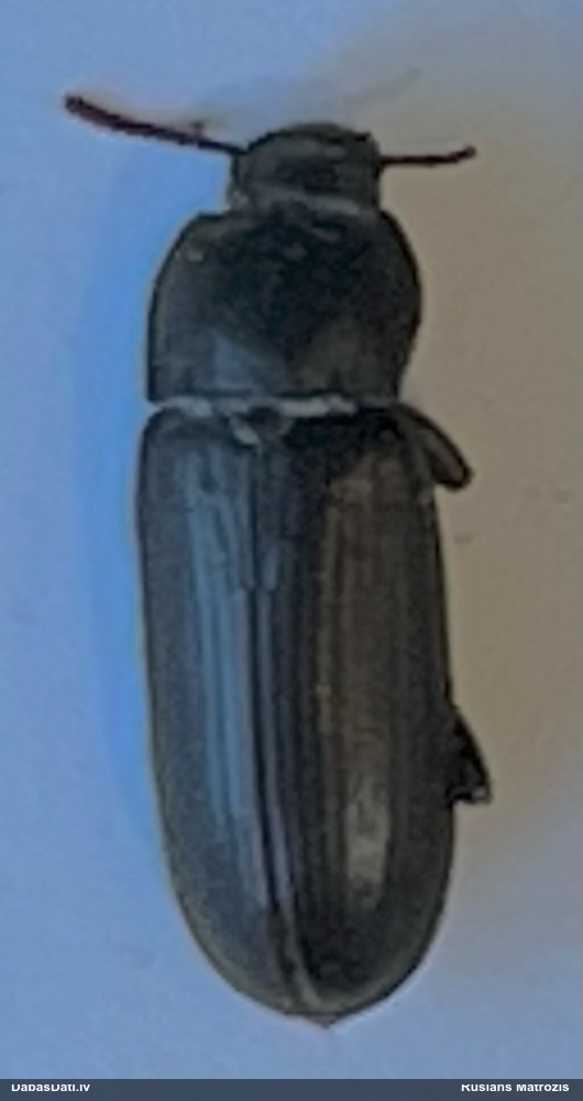 Miltu melnulis