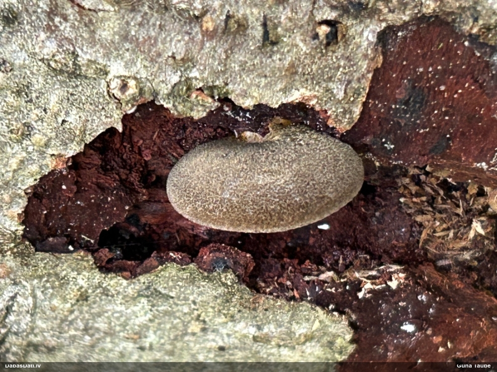 Vēlā pundurkamolene