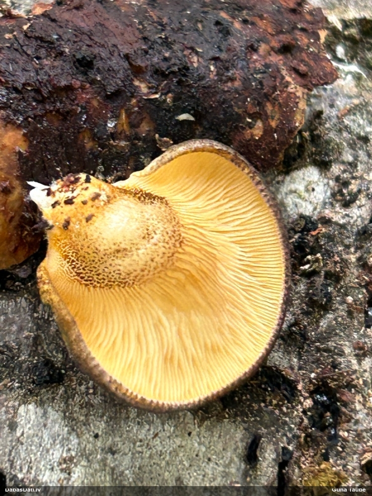 Vēlā pundurkamolene