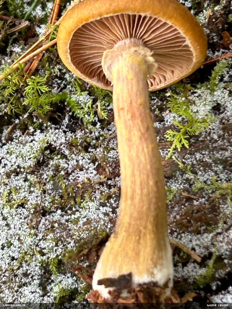 Parastā celmene