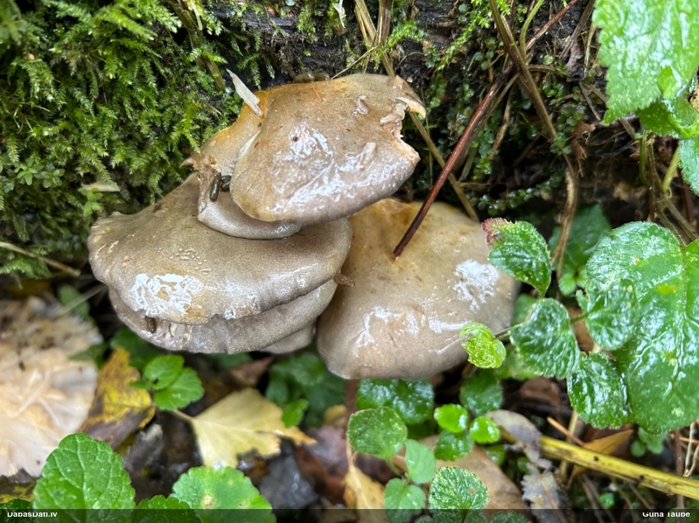 Vēlā pundurkamolene