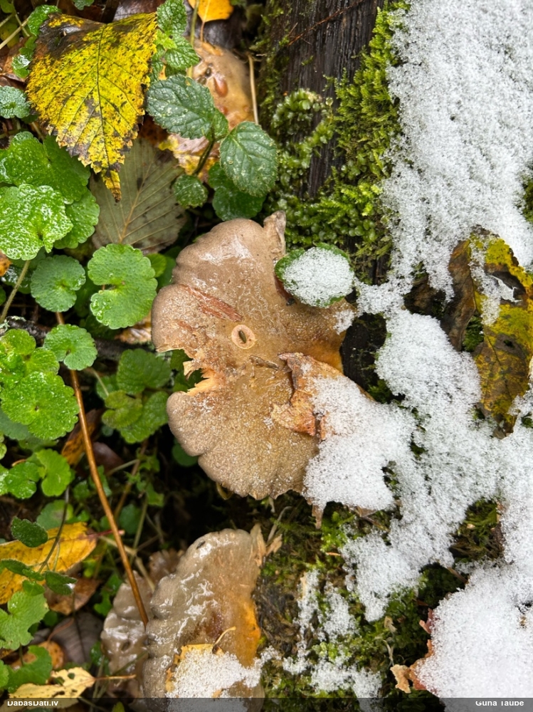 Vēlā pundurkamolene