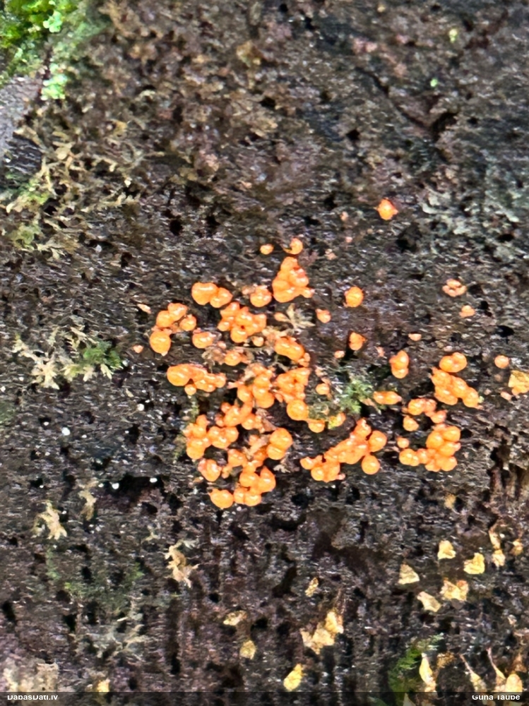 Gļotsēne (nenoteikta)