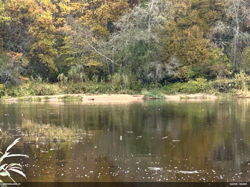 большой крохаль