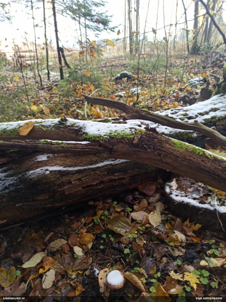 Maldinošā kājpilīte (bij. maldinošā trihija)