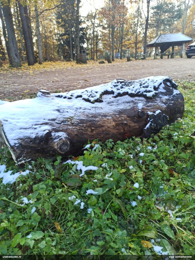 Maldinošā kājpilīte (bij. maldinošā trihija)