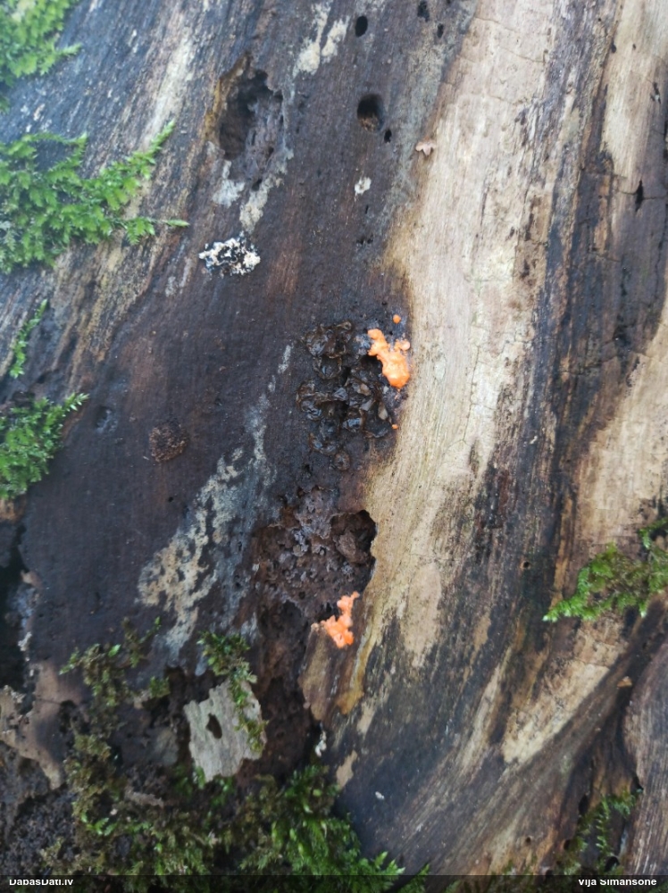 Vilkpienaine (nenoteikta)
