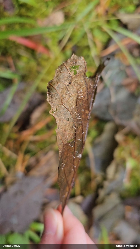Tīfula (nenoteikta)