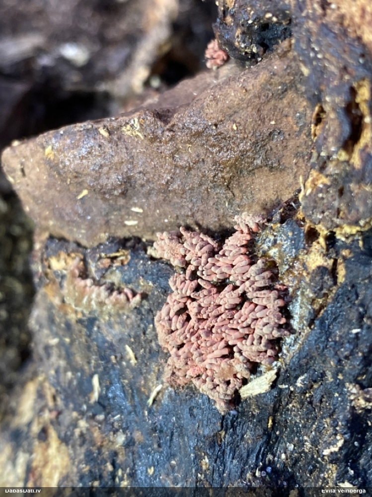 Sardelīšu sprodzīte