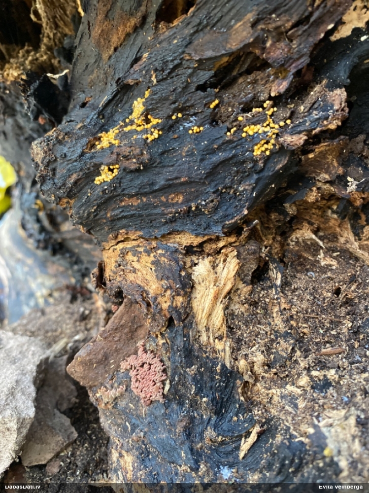 Sardelīšu sprodzīte