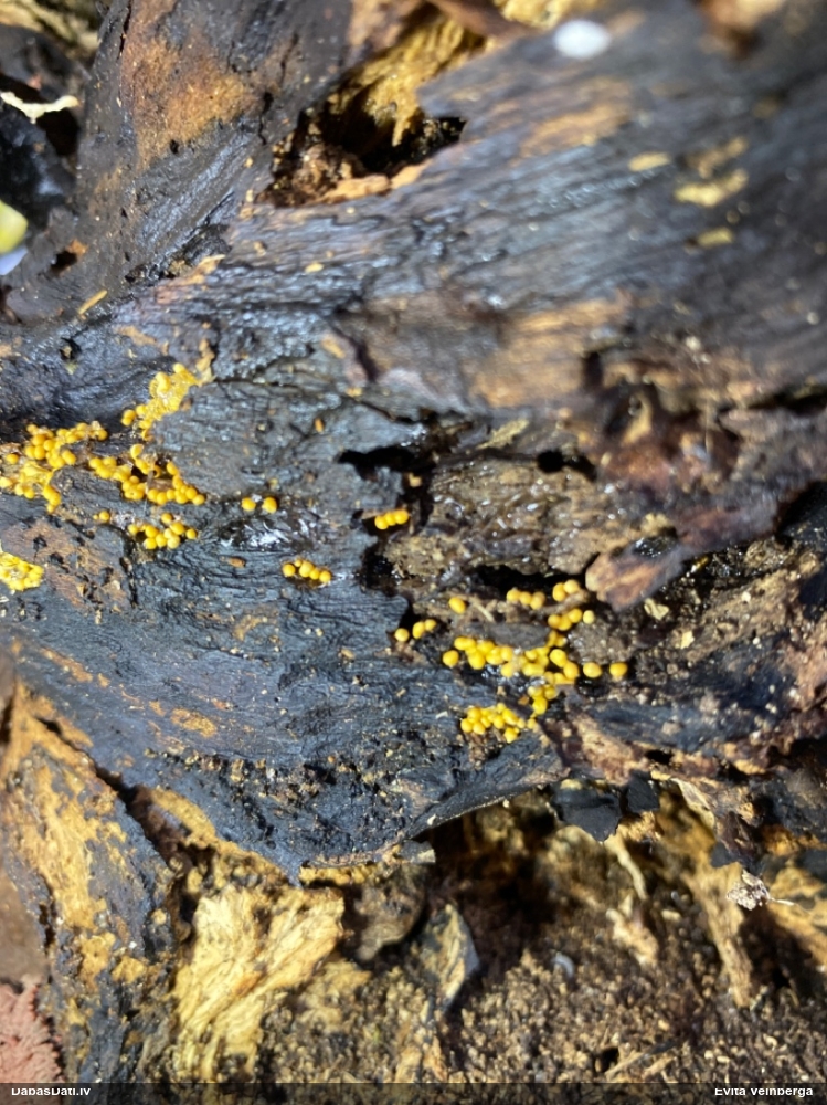 Sardelīšu sprodzīte