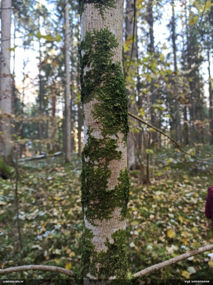 Plakanā skrāpīte