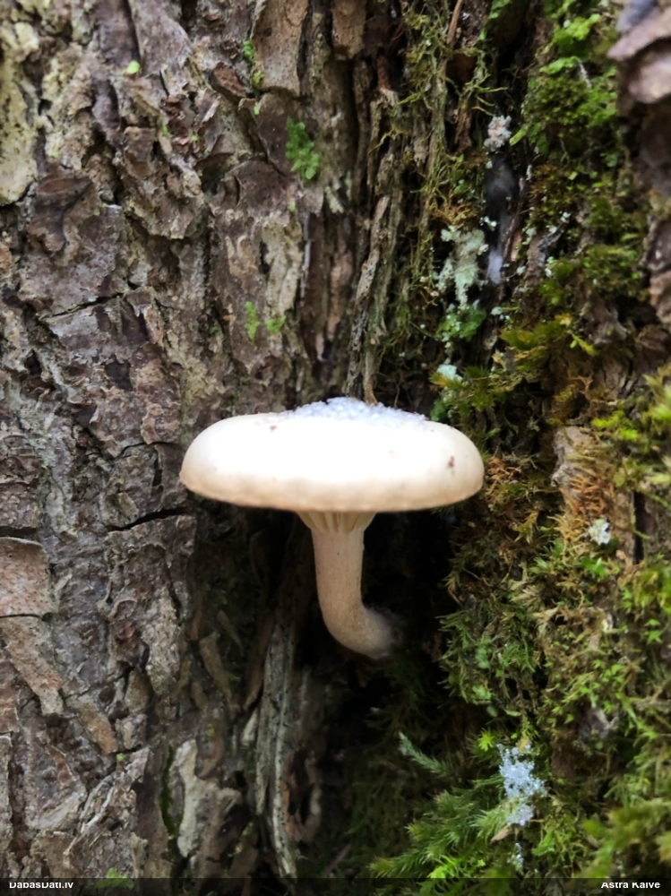 Lapiņsēne (nenoteikta)