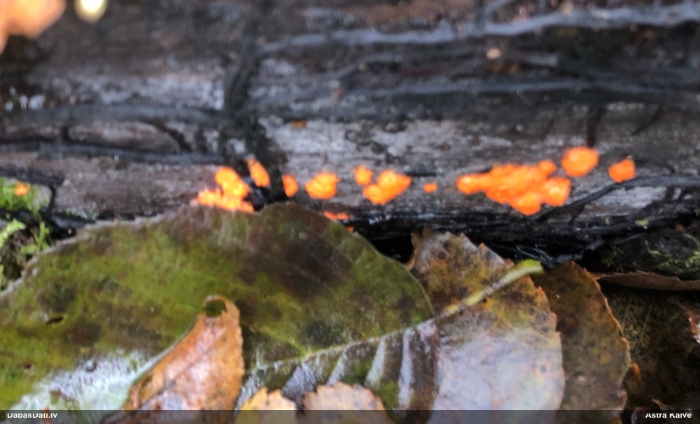 Koksnes vilkpienaine
