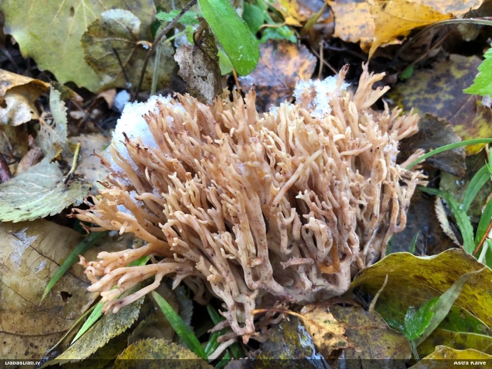 Korallene Ramaria sp.