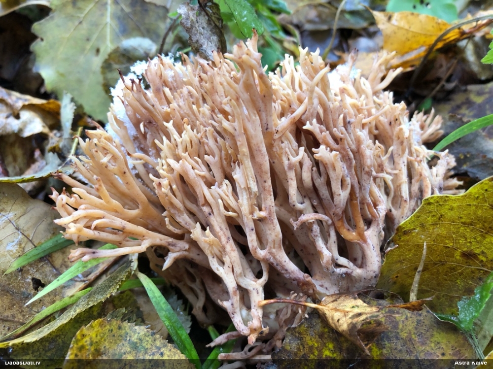 Korallene Ramaria sp.