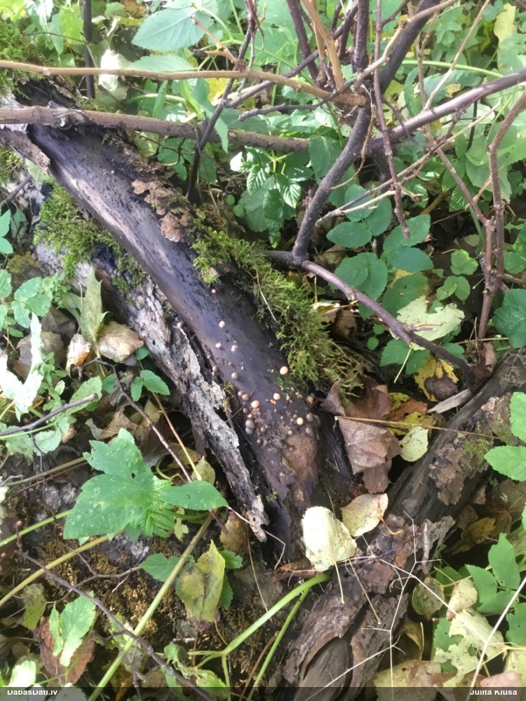 Vilkpienaine (nenoteikta)