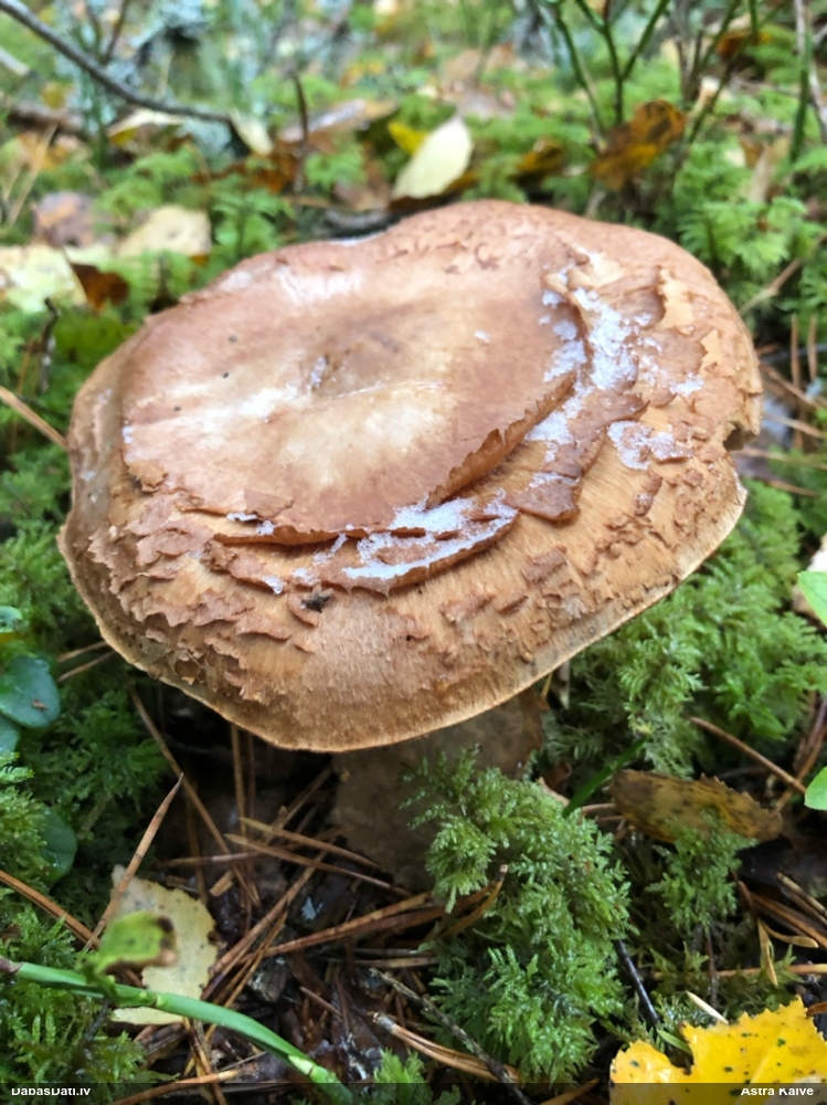 Tīmeklene Cortinarius sp.