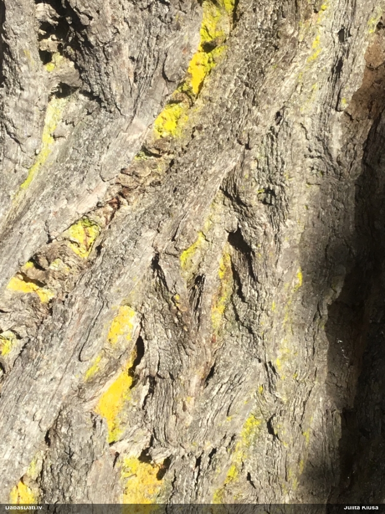 Ķērpis Chrysothrix candelaris