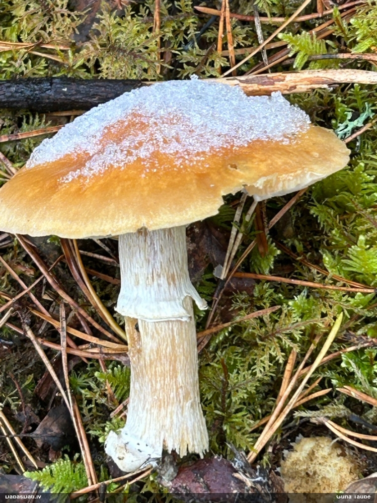 Cirtainā čigānene