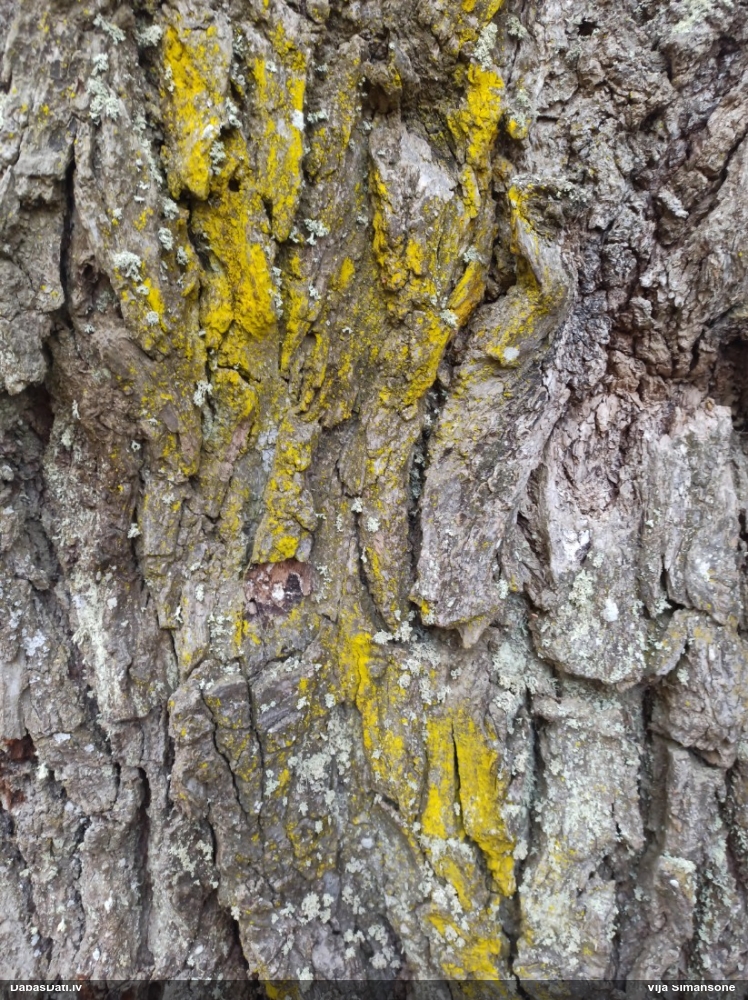 Ķērpis Chrysothrix candelaris