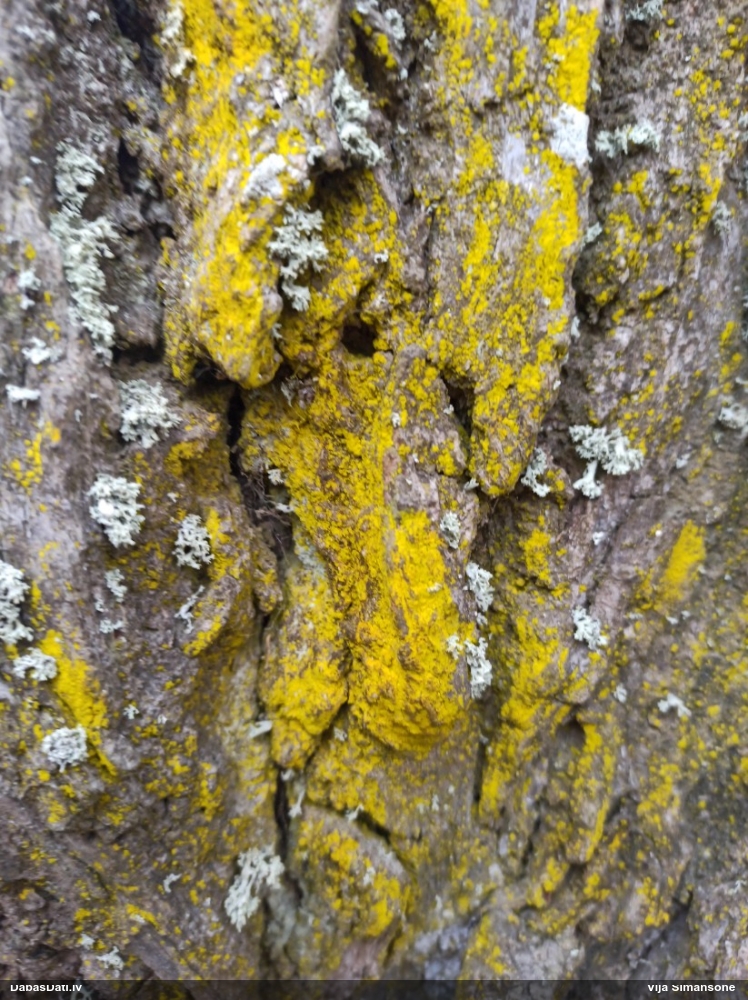 Ķērpis Chrysothrix candelaris