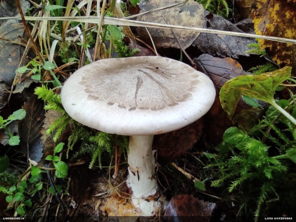Dūmainā aplocene, piltuvene, liepene