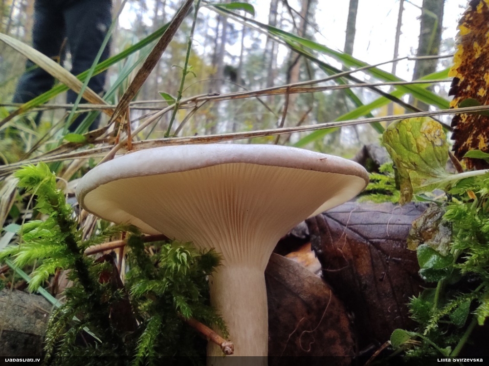 Dūmainā aplocene, piltuvene, liepene