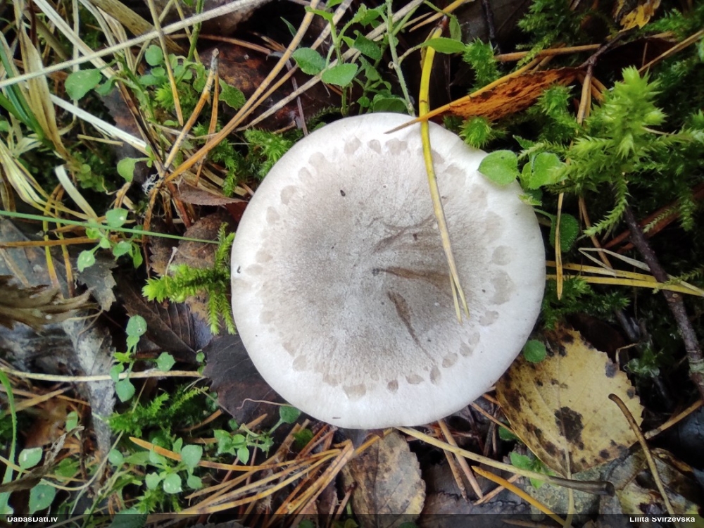 Dūmainā aplocene, piltuvene, liepene