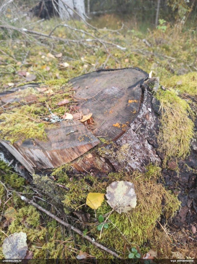 распадающийся дакримицес