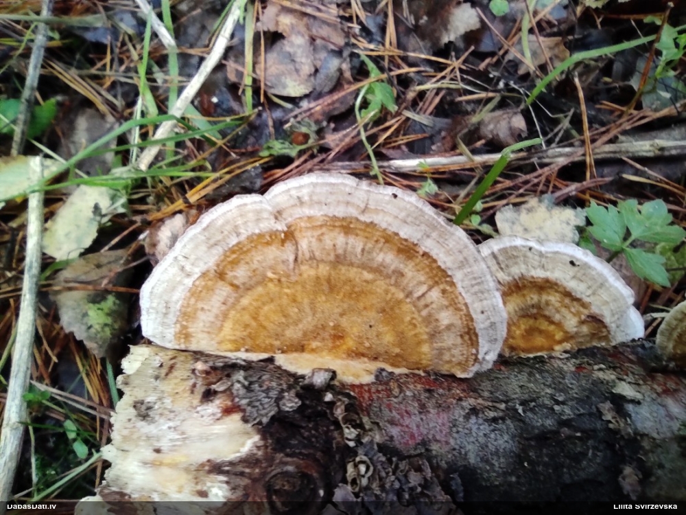 Dzeltenā tauriņpiepe