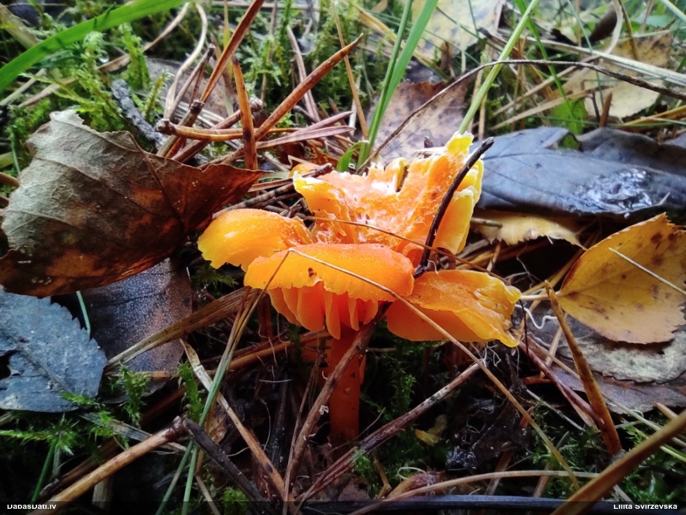 Dzeltensārtā negailene