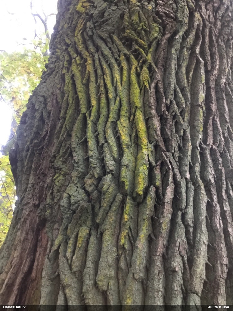 Ķērpis Chrysothrix candelaris