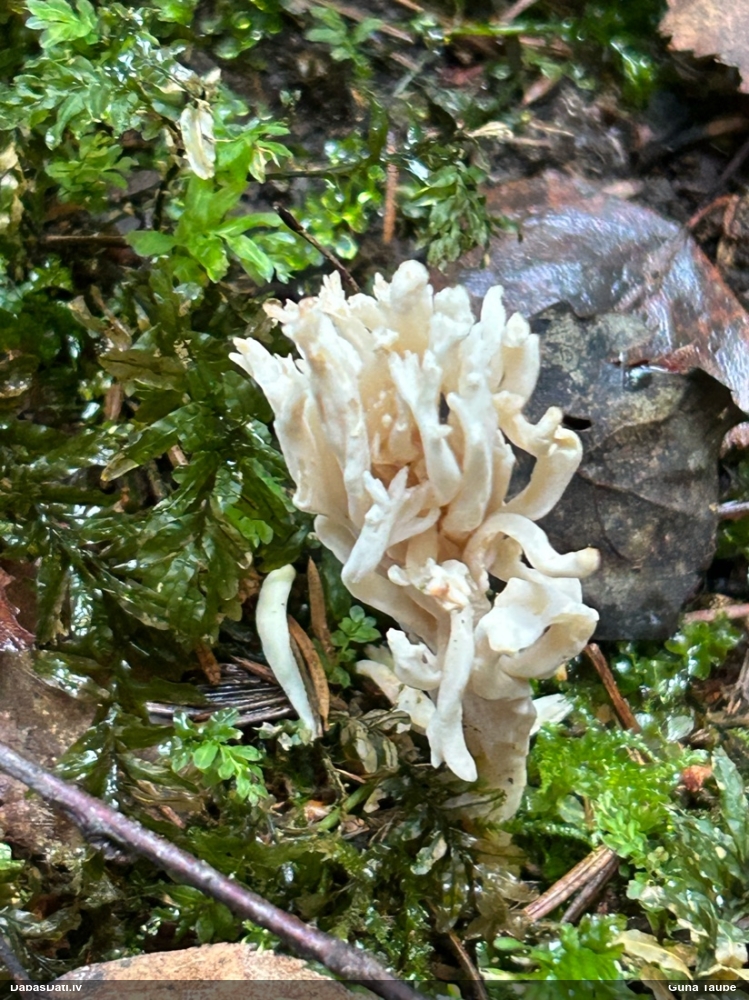 Krokainā vārpstene