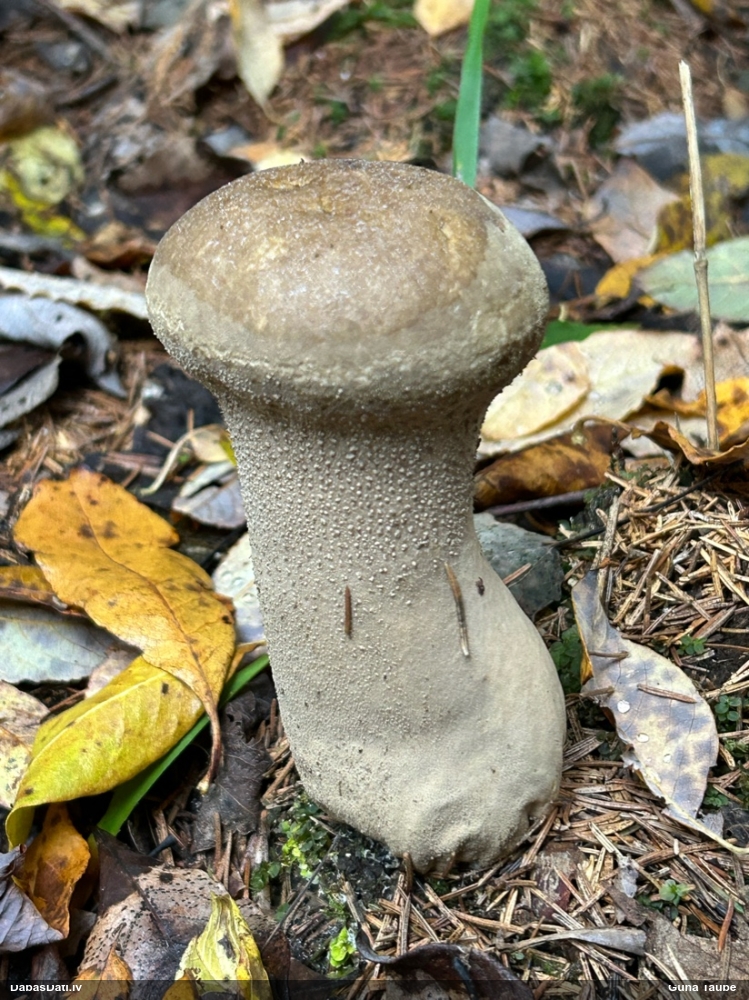 Kātainais zaķpūpēdis