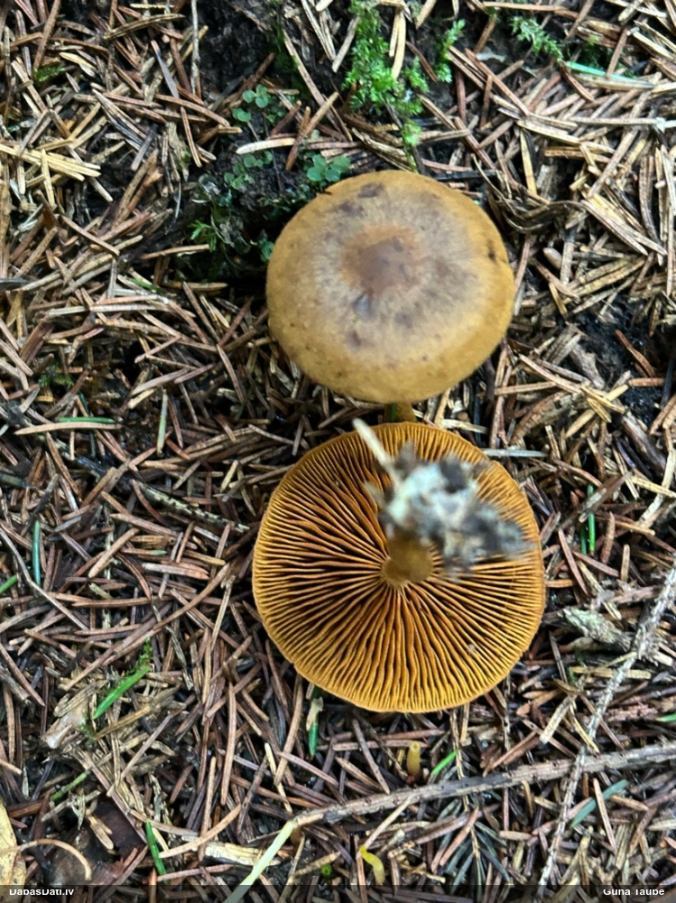 Tīmeklene Cortinarius sp.