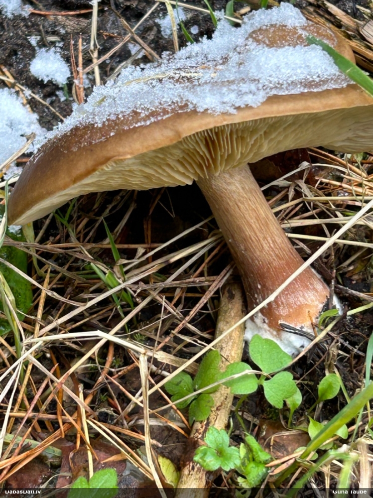 Melnbaltene