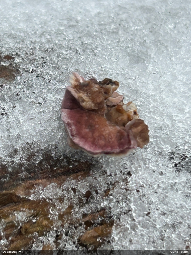 Purpura sīkpiepe