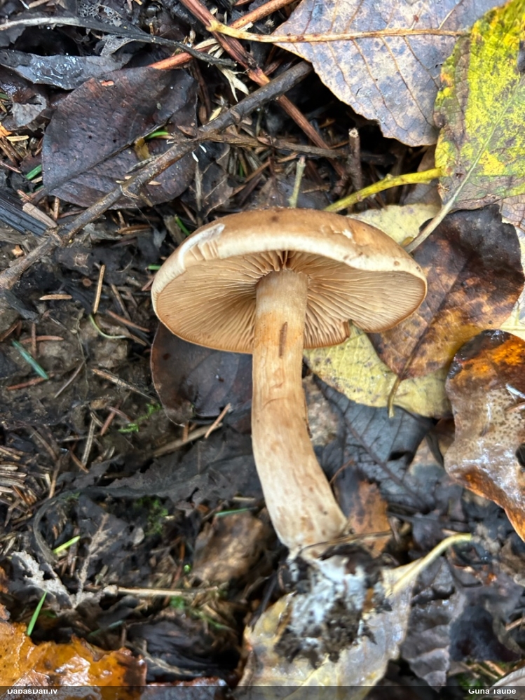 Bārkstmale (nenoteikta)