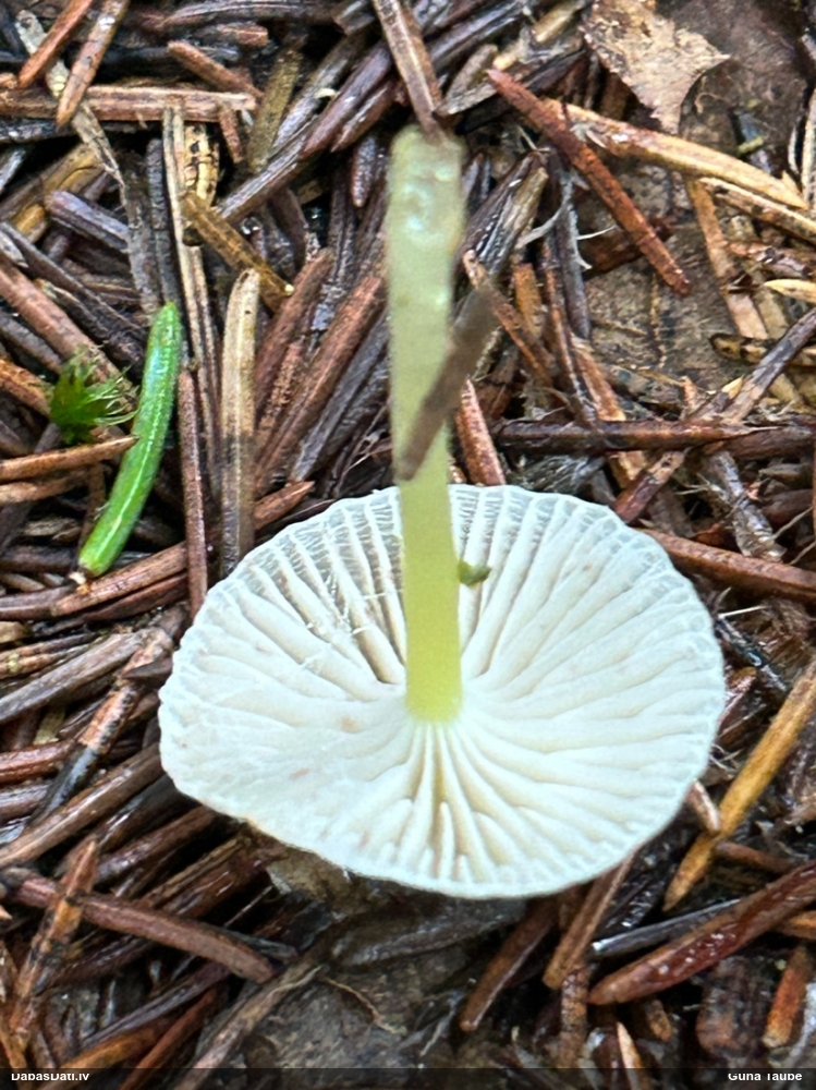 Stiepīgā sēntiņa
